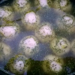 Kuleczki z dorsza w sosie śmietanowo-koperkowym
